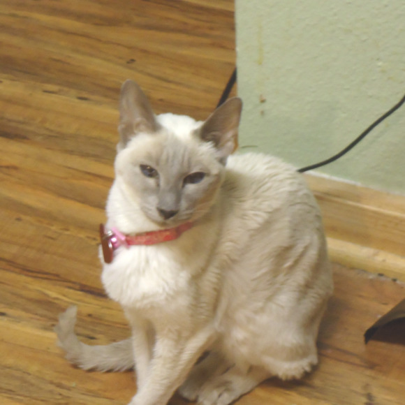 Meet your Posher, Wayne - Picture 1 of 1